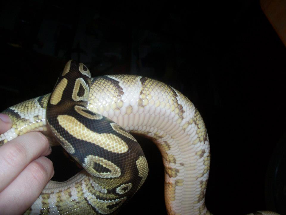 Ball Python 5 by d3adinthewater on DeviantArt