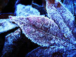 frozen leaves by Shandria