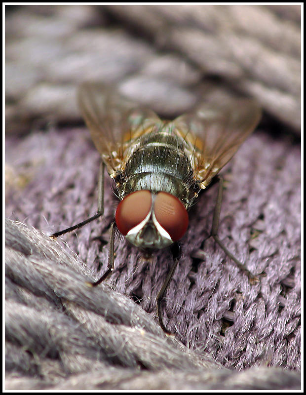 Fly Feet Feet fly by jmorante77 on DeviantArt