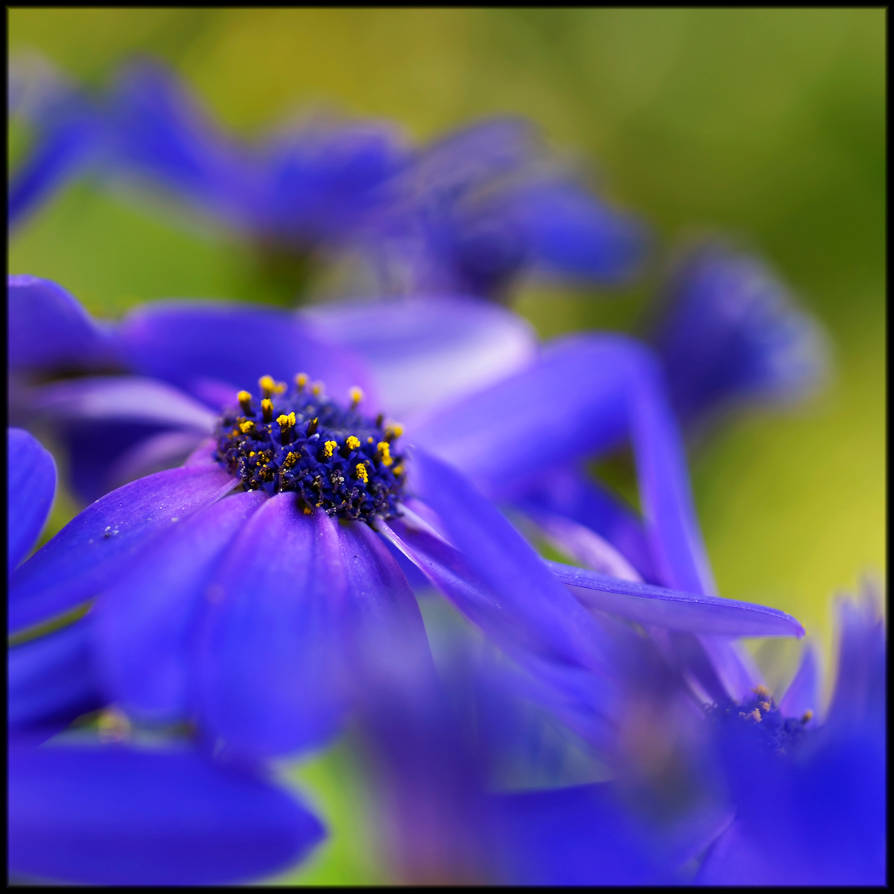 Blue Daisy