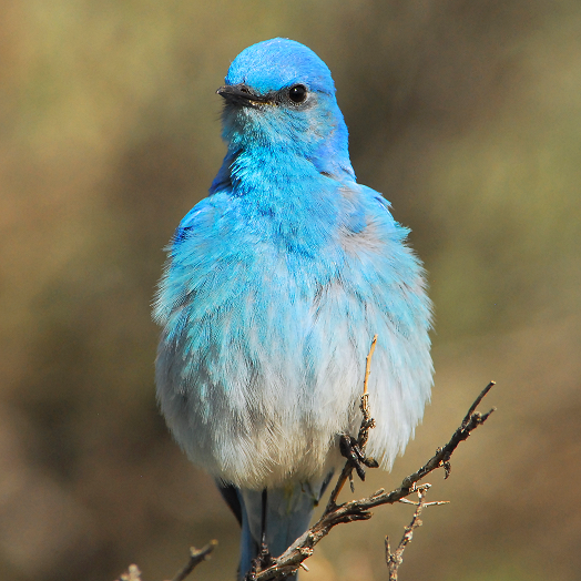 Bluebird