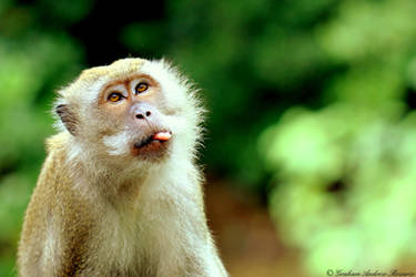 Funny Monkey