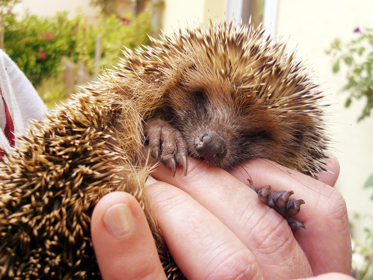 Young Hedgehog