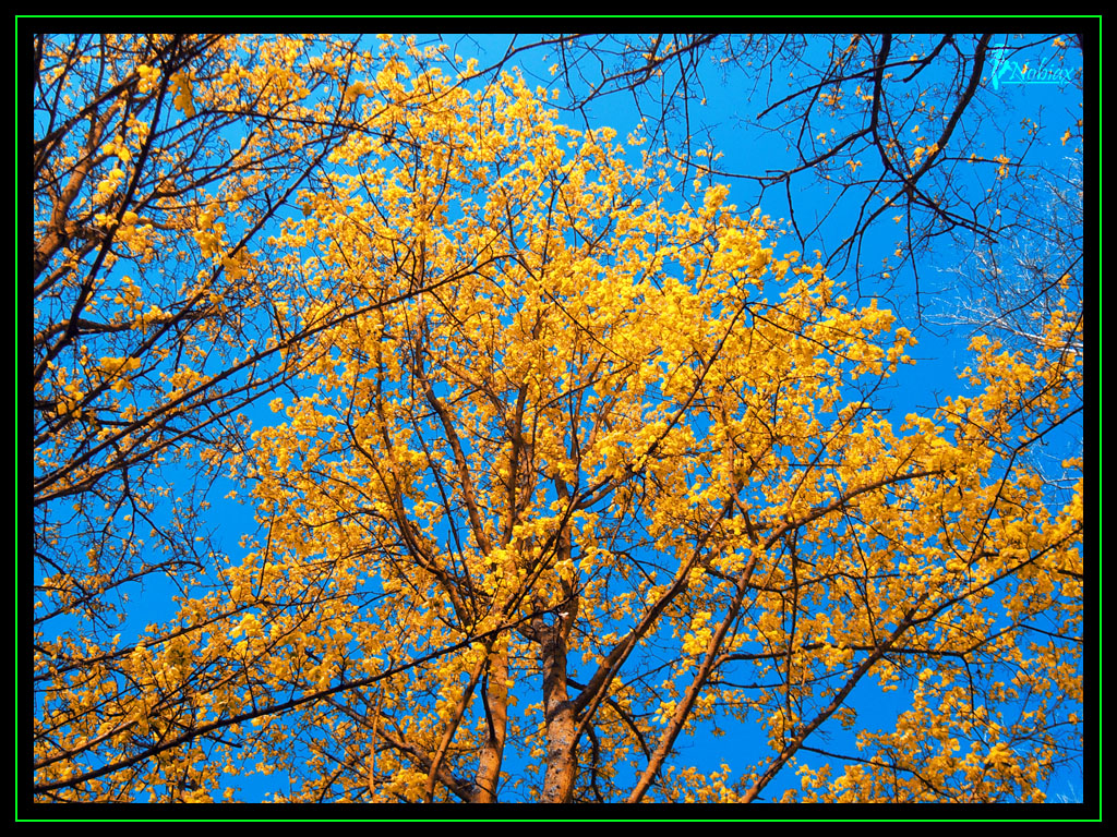 Yellow Sunny Tree