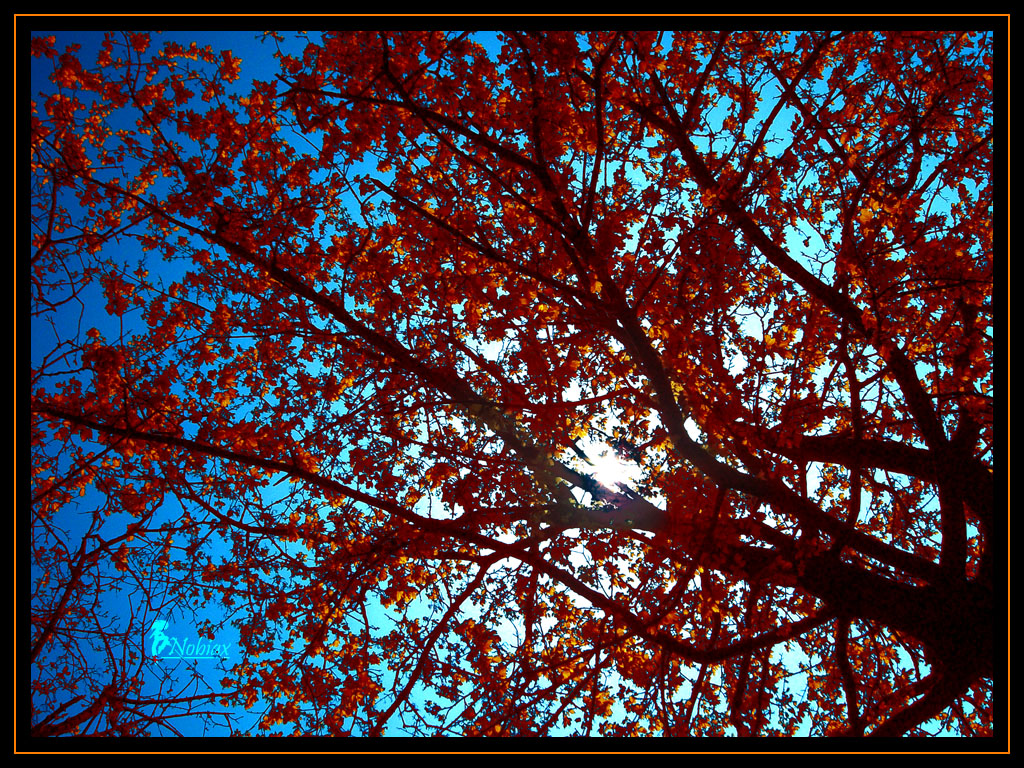 Red Sunny Tree