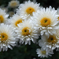 Lovely Chrysanthemum Flower