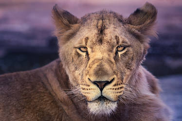 lioness