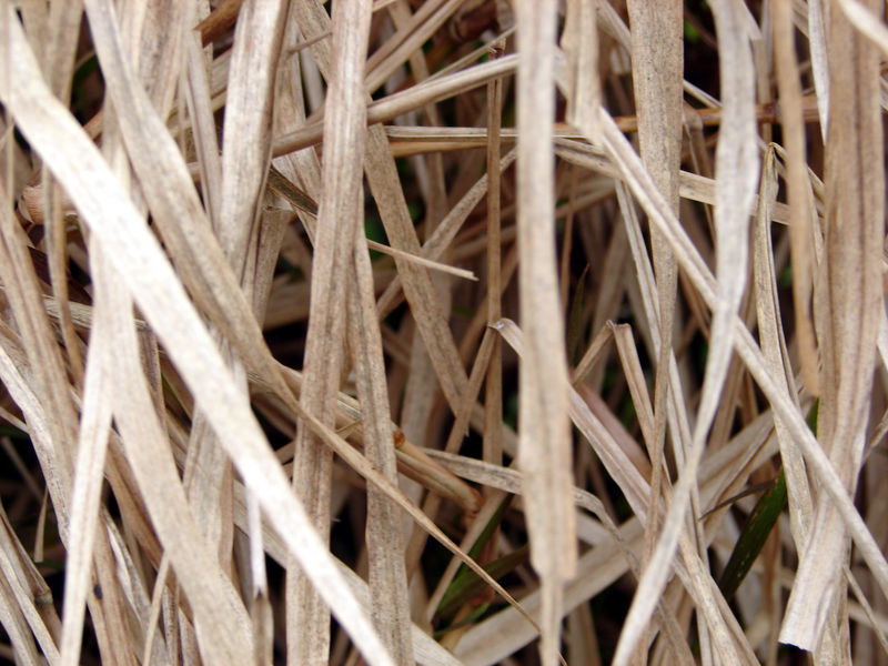 Reed Wall