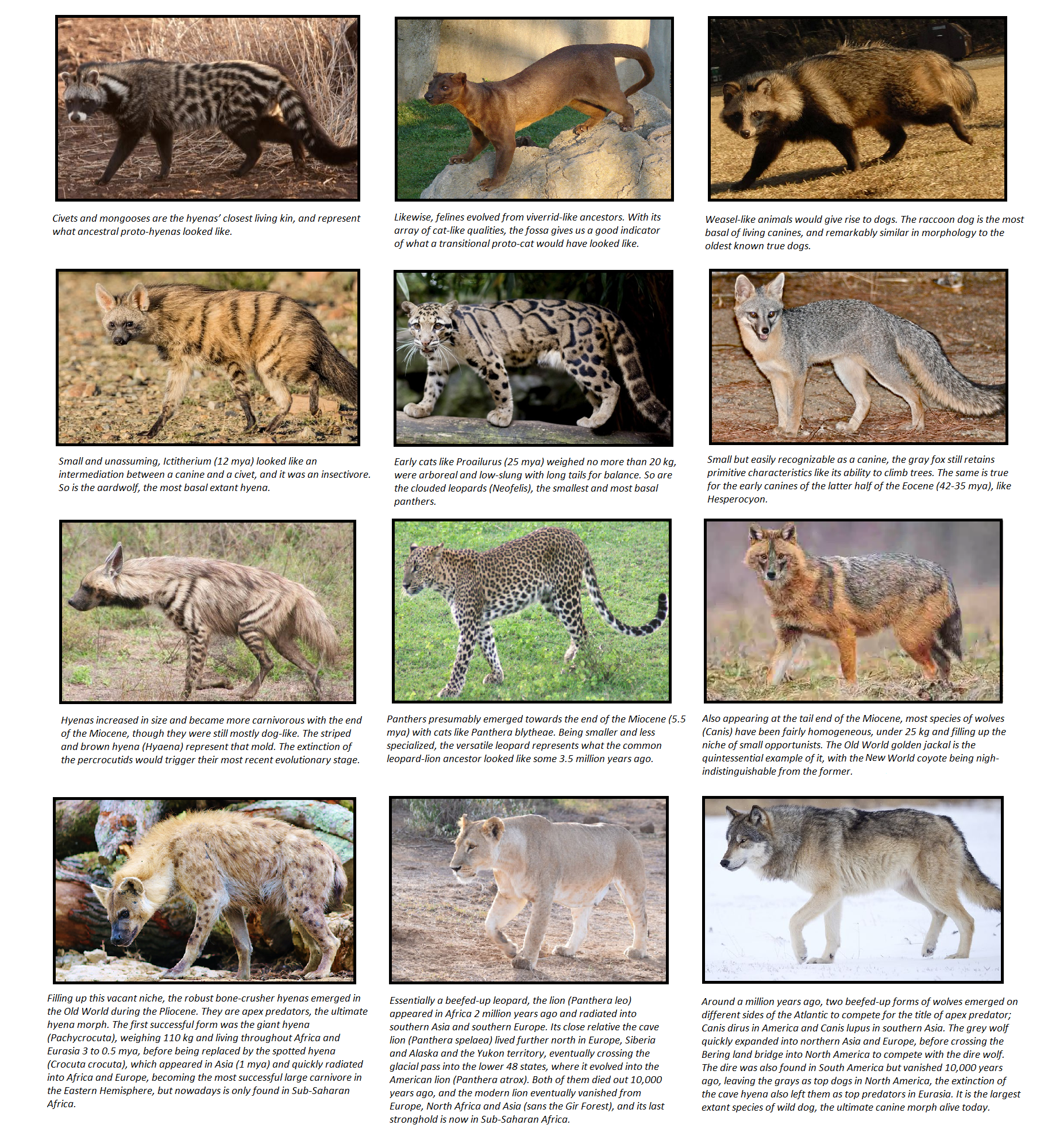 Carnivoran Evolution Represented By Modern Animals by WDGHK on DeviantArt Carnivoran Evolution Represented By Modern Animals by WDGHK on DeviantArt