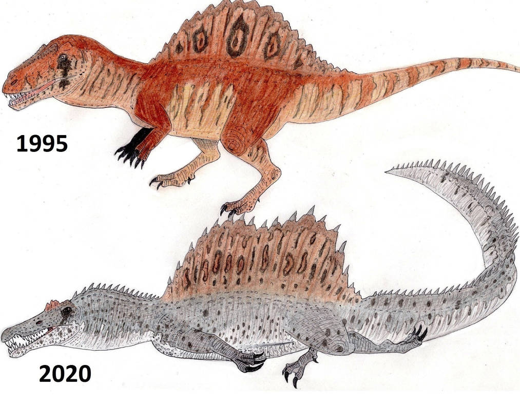 Evolution of Spinosaurus aegyptiacus by ThalassoAtrox on DeviantArt