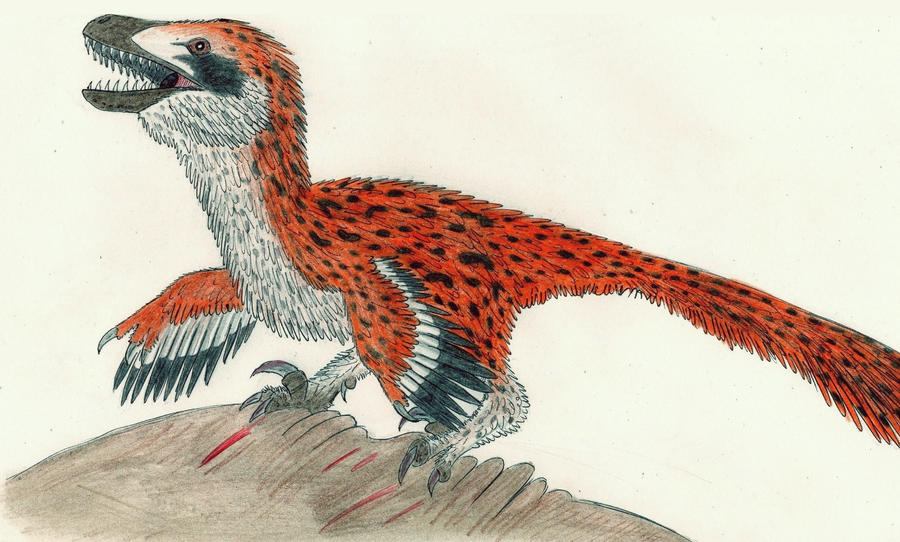 Another European Maybe Raptor by ThalassoAtrox on DeviantArt
