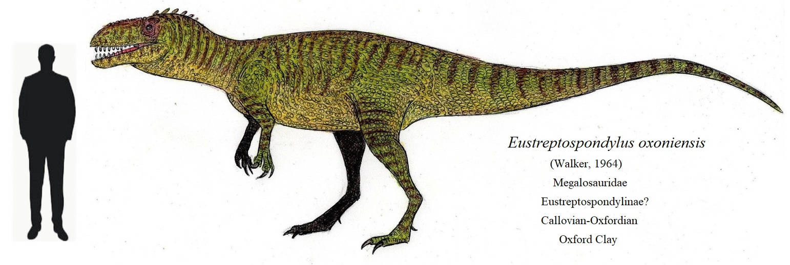 Oxford Clay's Immature Megalosaur by ThalassoAtrox on DeviantArt