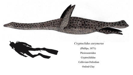 Oxford Clay's Not-So-Cryptic Plesiosaur