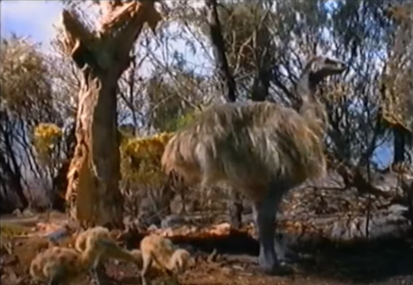 Once Upon Australia Genyornis newtoni by ThalassoAtrox on DeviantArt