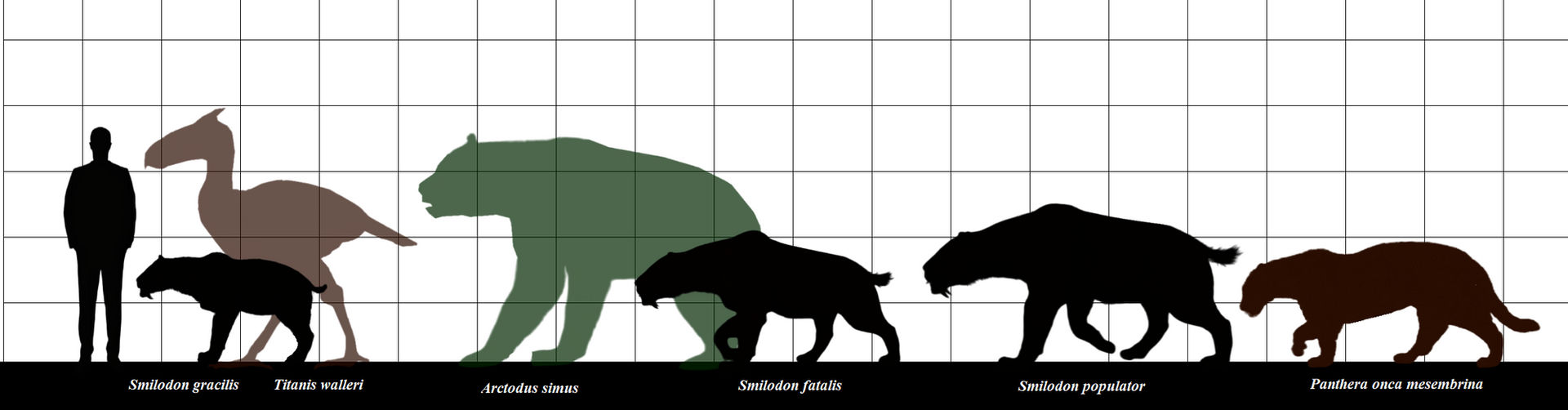 Beelemodon Size Smilodon Size Range by ThalassoAtrox on DeviantArt