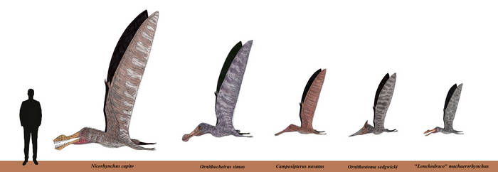 The Start of the Ornithocheirus Complex