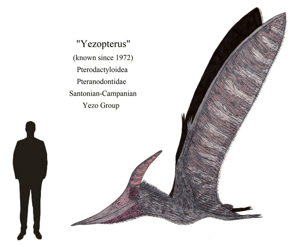 The Real Life Rodan by ThalassoAtrox on DeviantArt