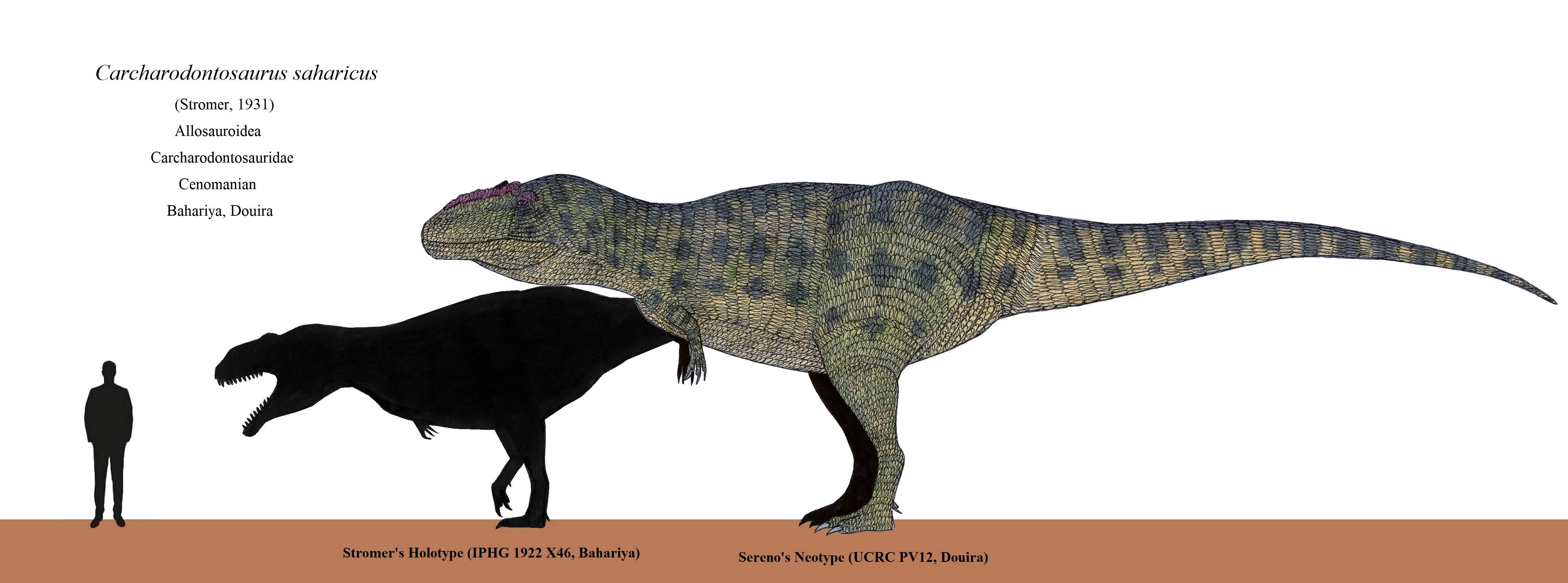 Carcharodontosaurus Size Comparison carcharodontosaurus-size-comparison