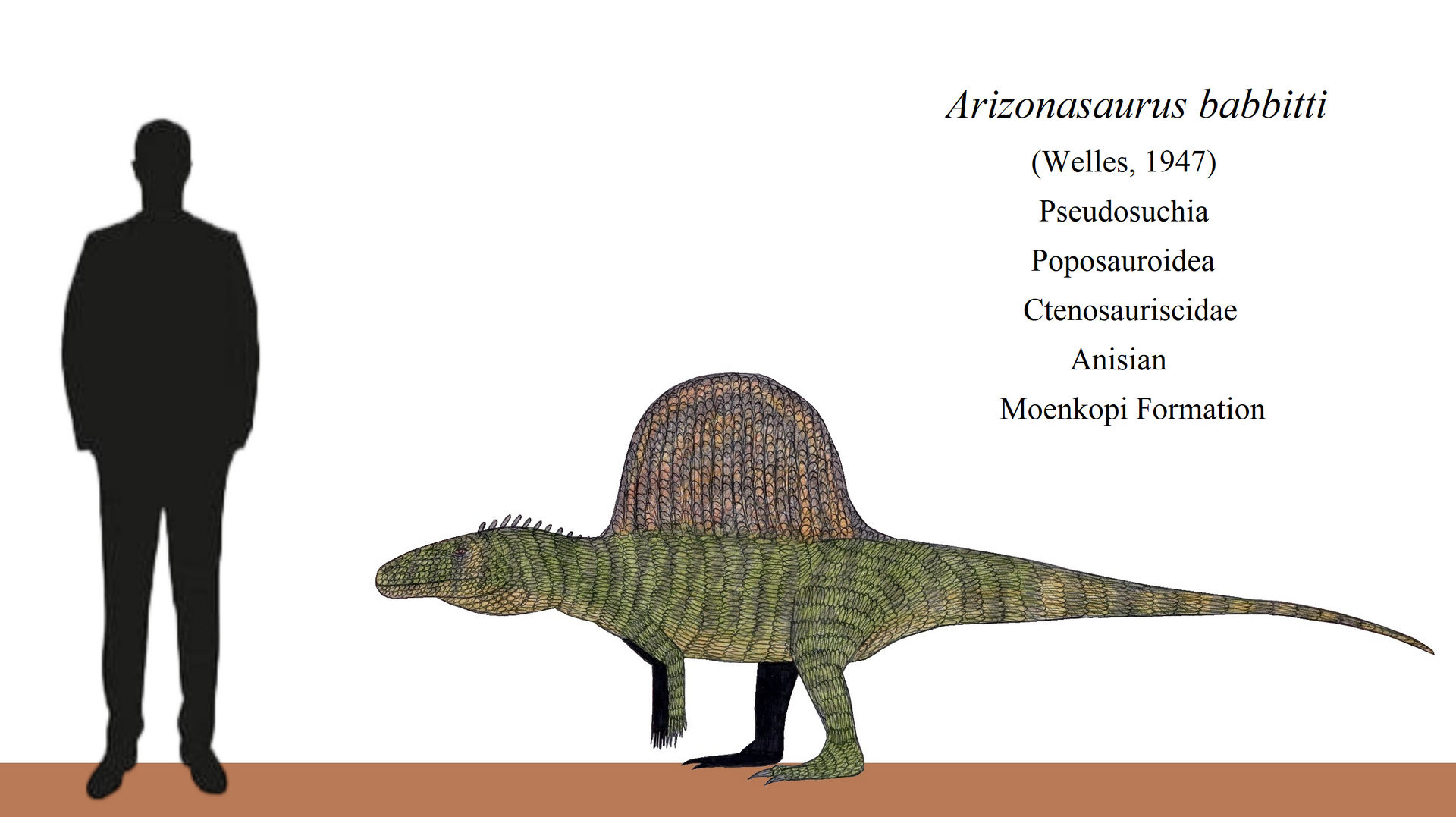 Sail Back The Triassic Sailback by ThalassoAtrox on DeviantArt
