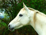 grey horse headshot by DiveEleanorDive