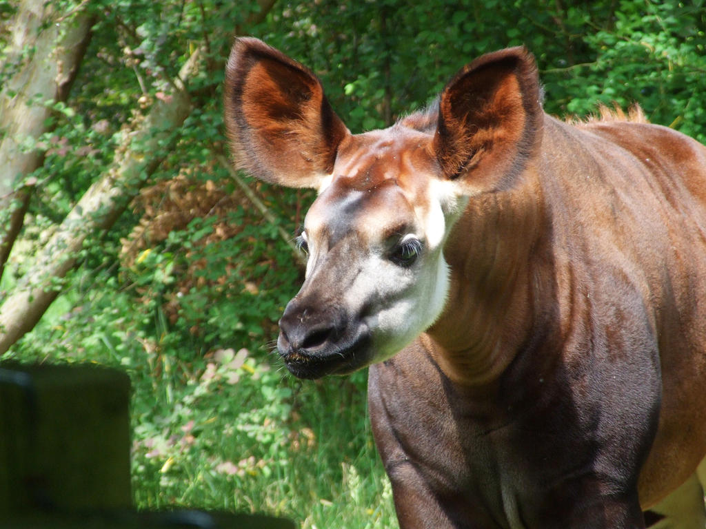 Okapi