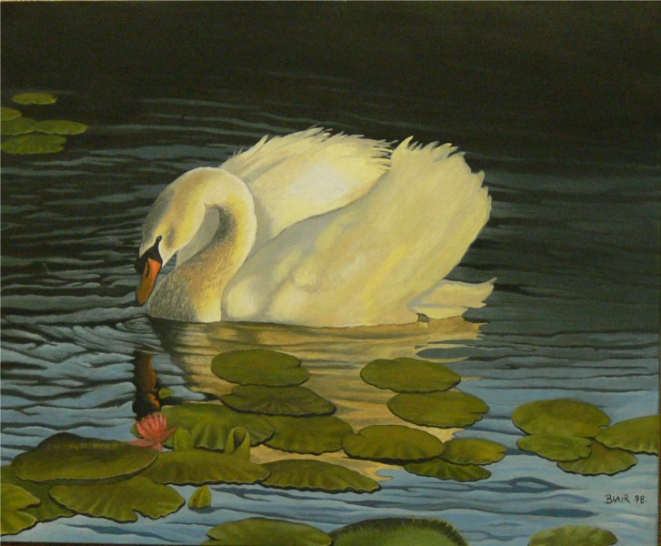 Lonely swan