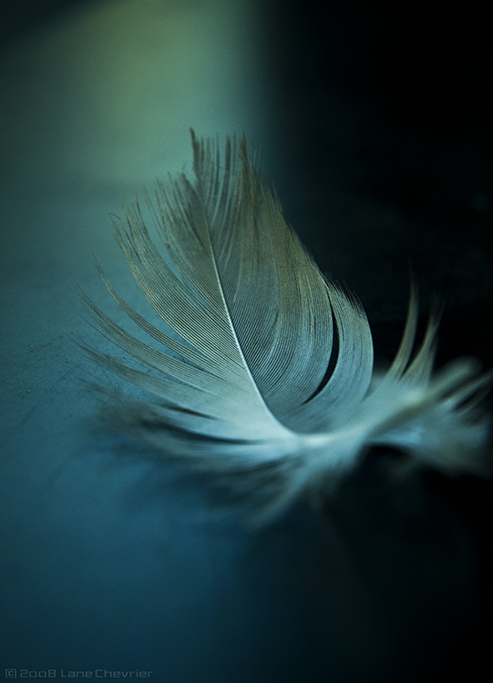 Feather - PS CS2