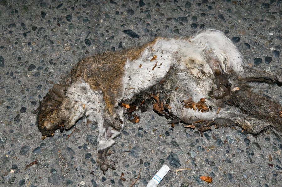 road kill squirrel