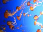 Jellyfishes by Kaori-prod
