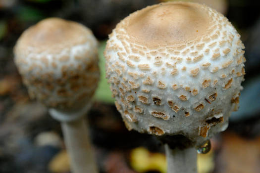 Mushroom Head