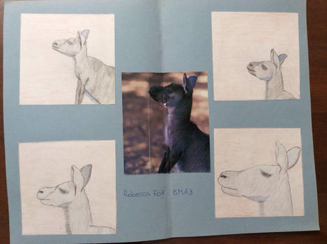 Art Class - Kangaroo