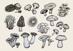Culinary mushrooms table