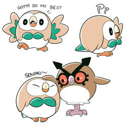 A Popular Owl
