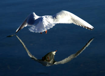 Seagulls reflection