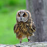 Long eared Owl