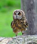 Long eared Owl by monkmonk12