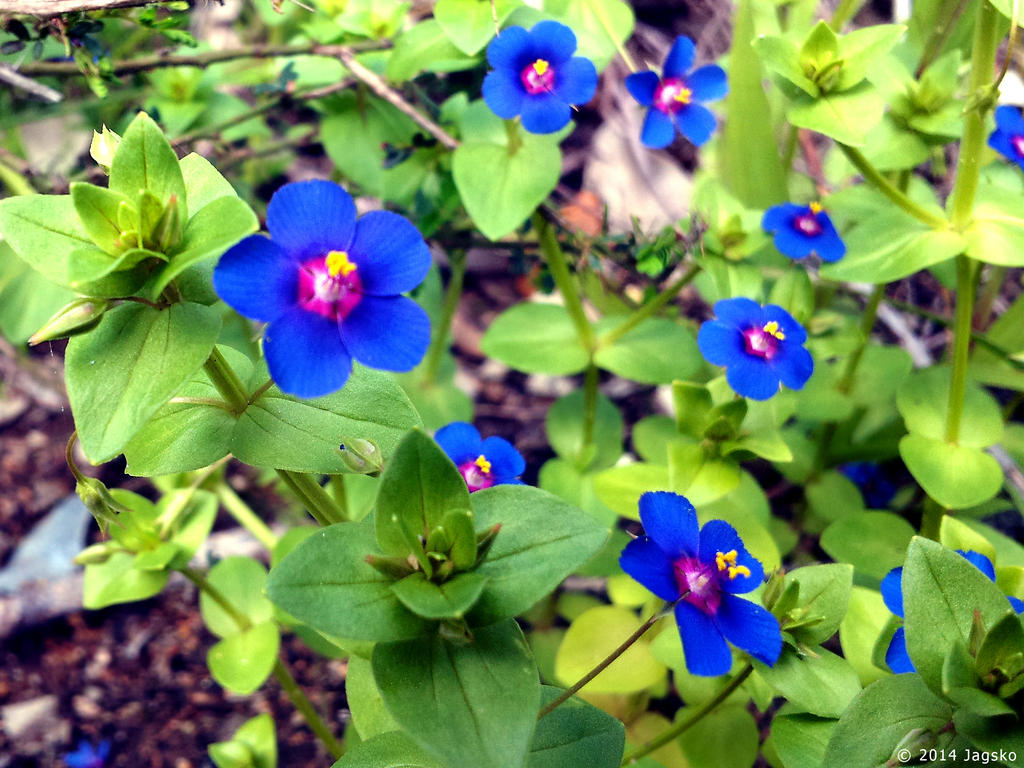 Blue Pimpernel Flowers