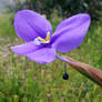 Patersonia Occidentalis Wildflower