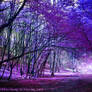 Purple Trees