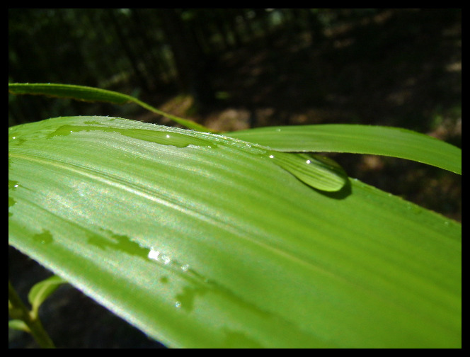 Bamboo Leaf.