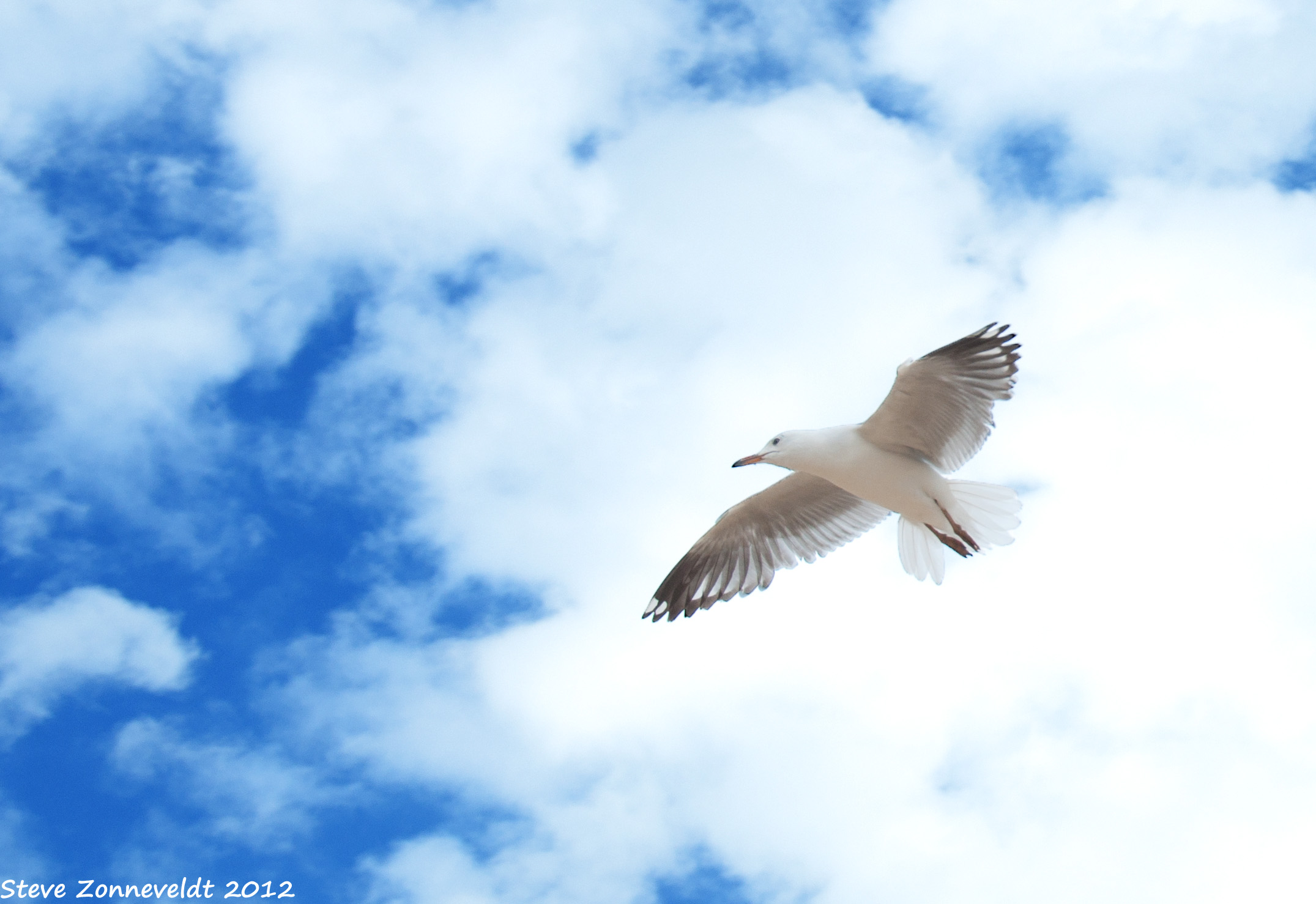 Seagull In Flight