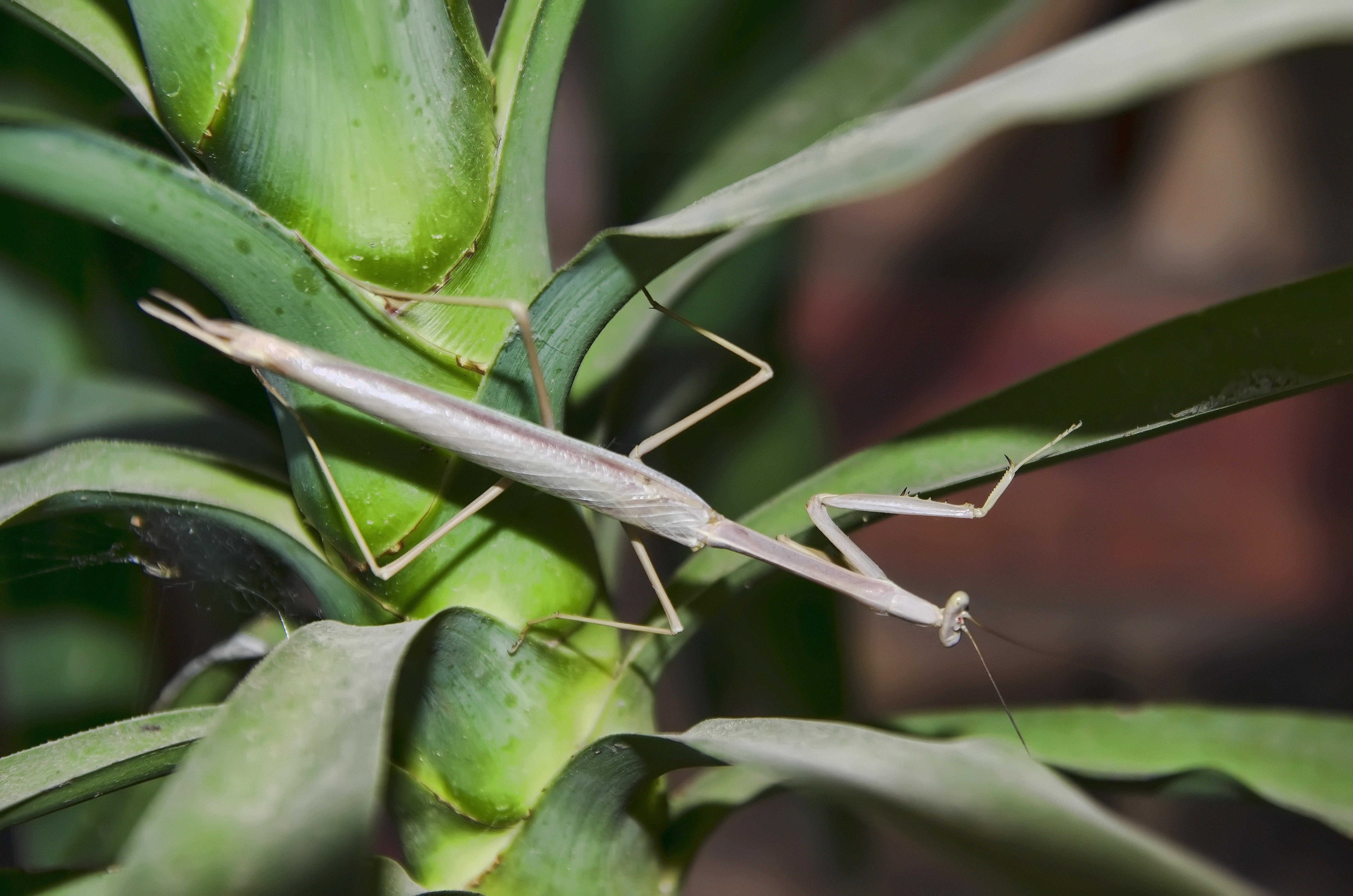 Praying mantis