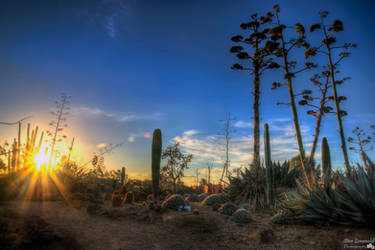 Sundown At Cactus Country by djzontheball