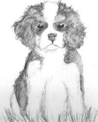 Cavalier King Charles Puppy