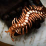 Copper centipede cuff