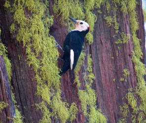 White-Headed Woodpecker