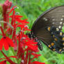 The Pipevine Swallowtail