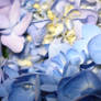 Lilac Bouquet 2