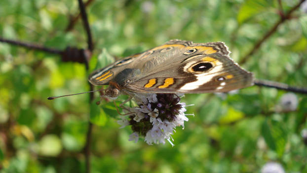 Mothra