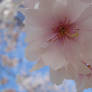 The Cherry Blossom